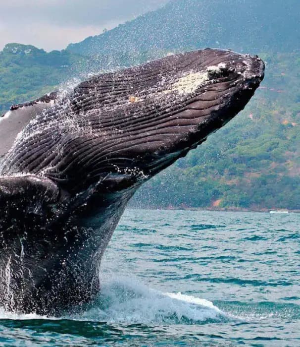 Spot Whales and Dolphins