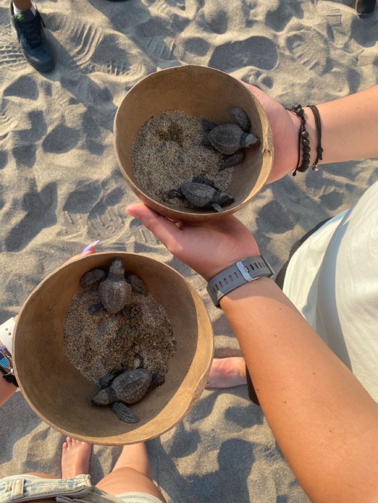 Turtles Turtles
