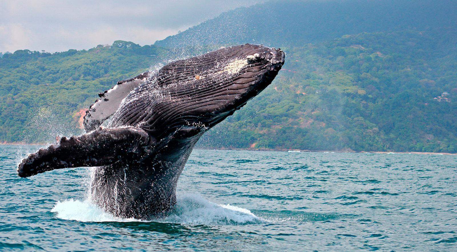 Whales Whales